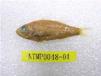 藏品(羽根田氏發光鯛)的圖片